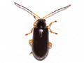 Luperus longicornis